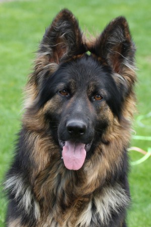 Chicca